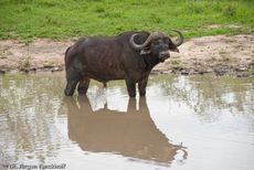 Afrikanischer Büffel (51 von 102).jpg